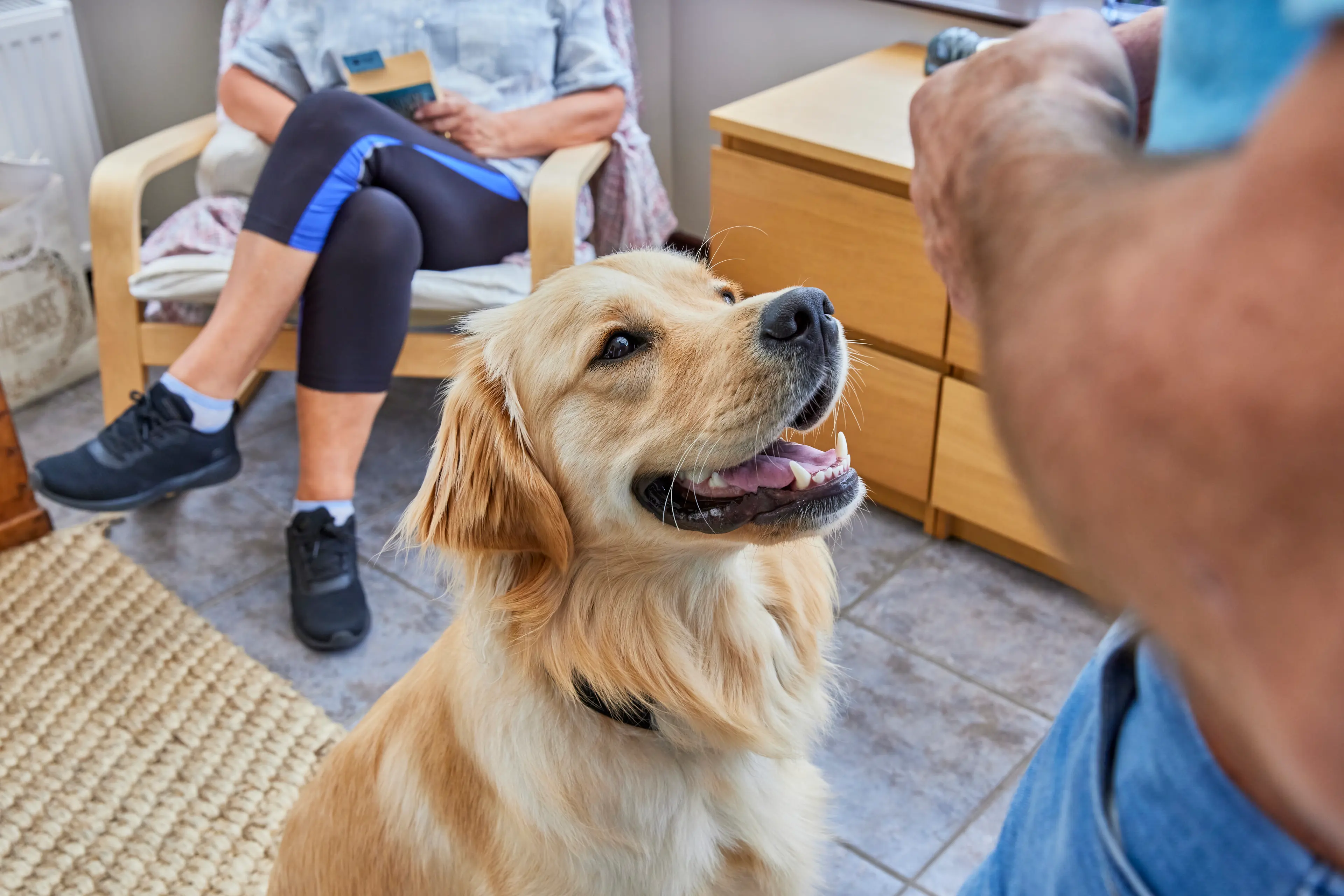 Respite Fosterer | Volunteer | Guide Dogs UK