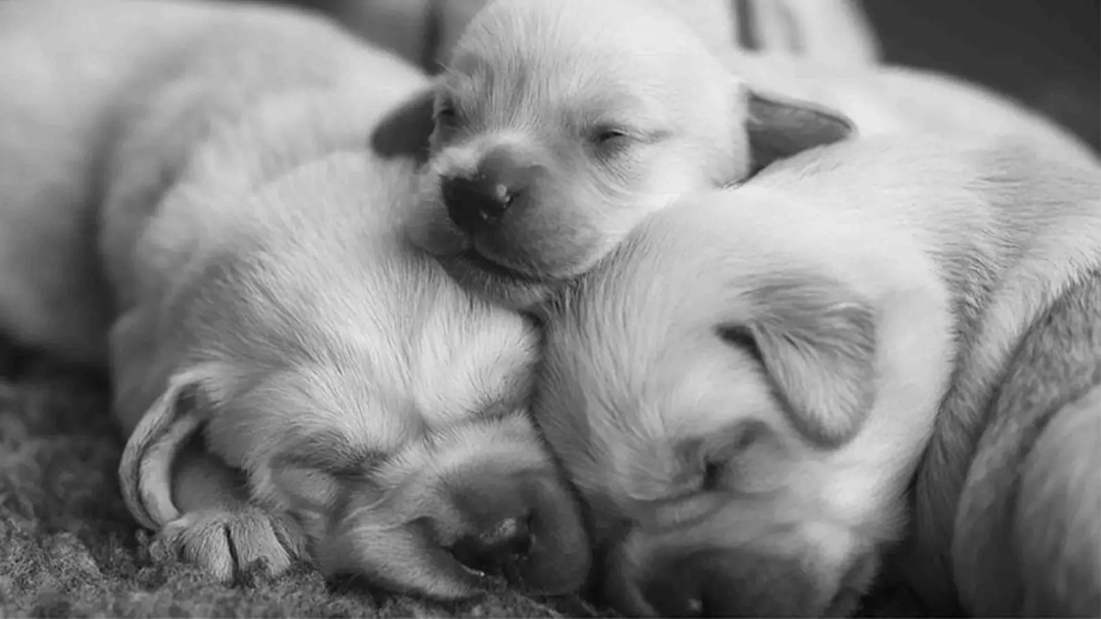 A black and white photo of Henry the puppy as a new born, along with two littermates