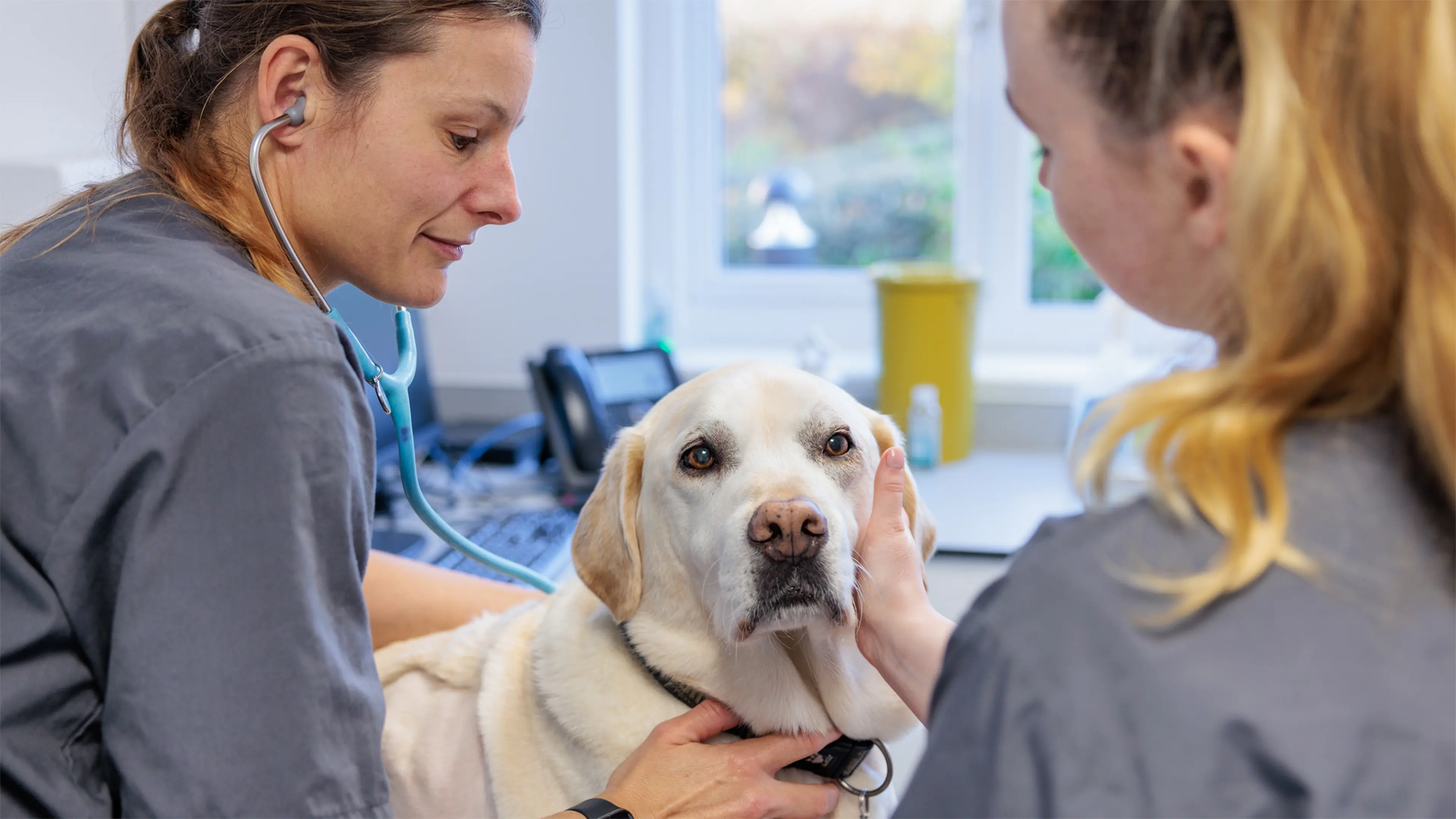 Two members of Guide Dogs veterinary staff check over a yellow Labrador using a stethoscope.