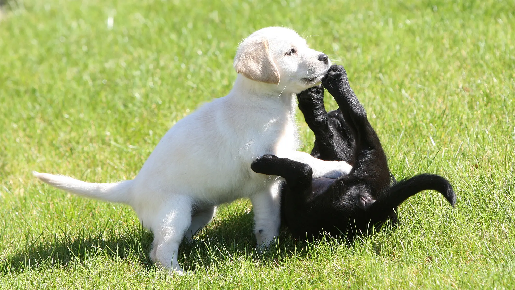 A yellow Labrador puppy and a black Labrador puppy play together in the grass. 