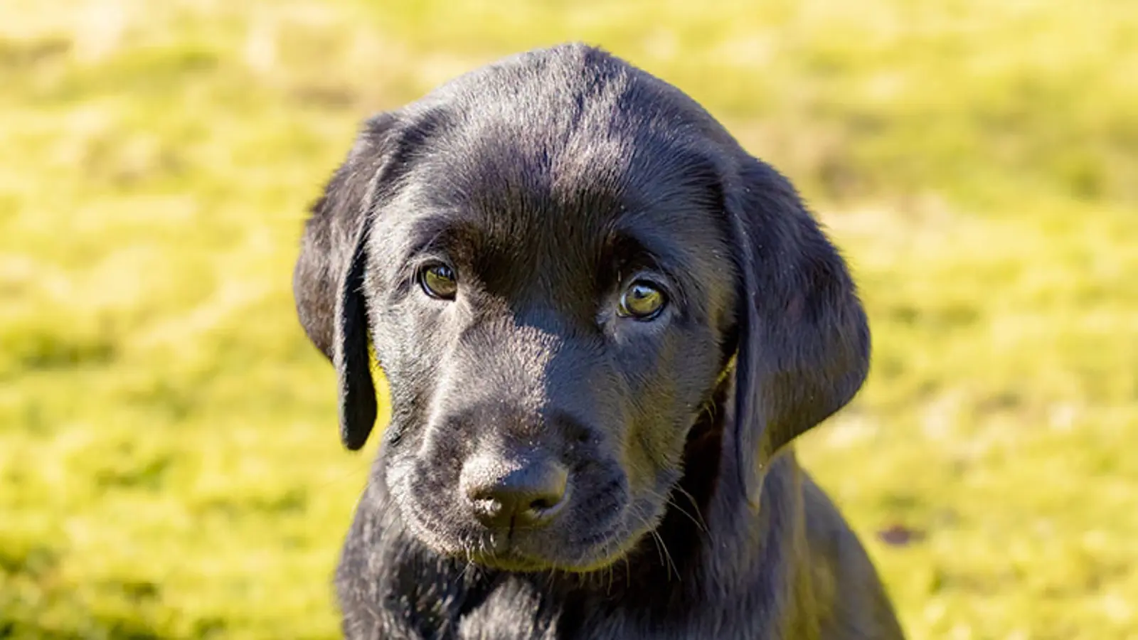 A headshot of Leo sitting outdoors looking to camera.