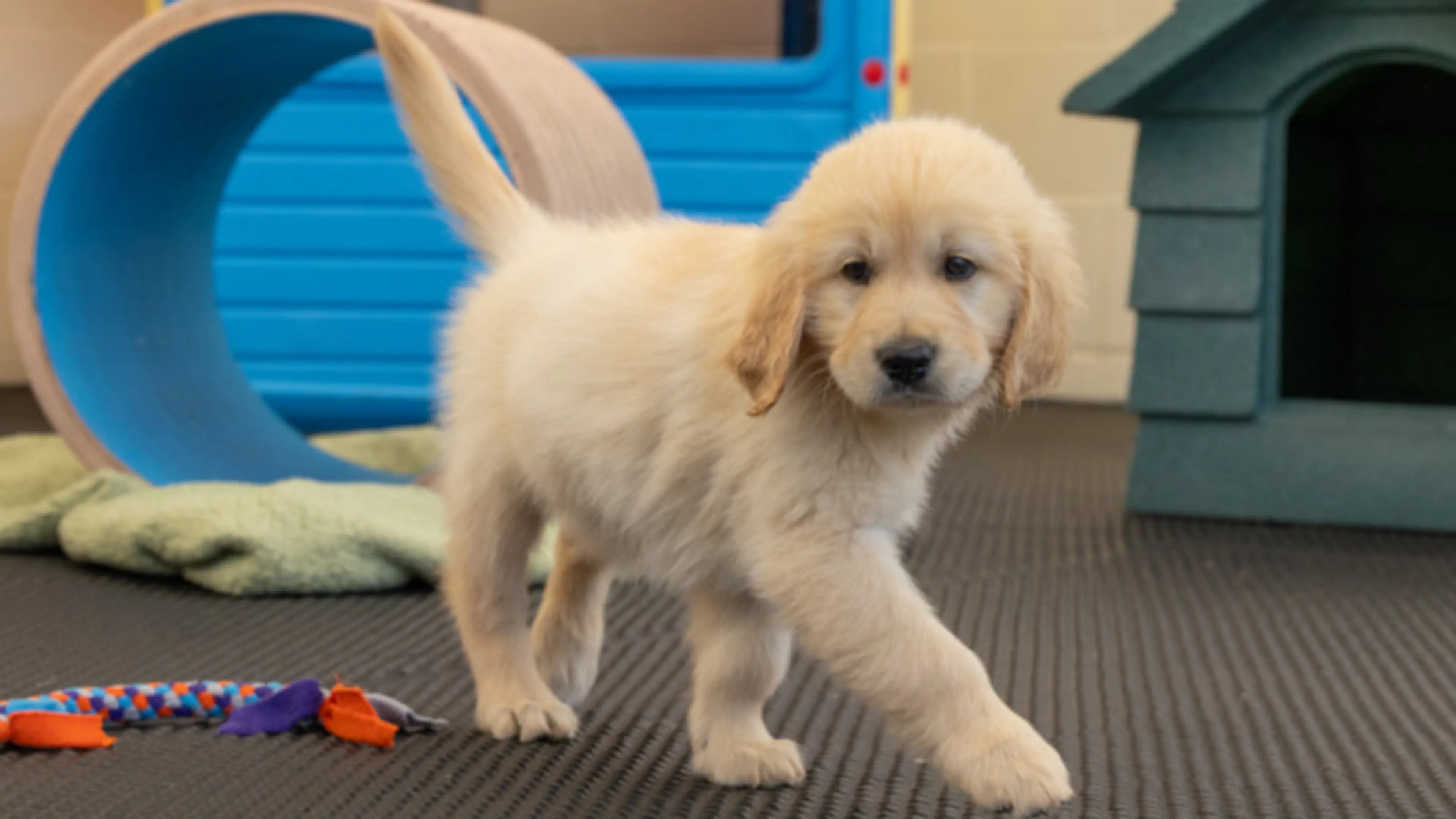 A guide dog puppy looks to camera amongst various dog toys.