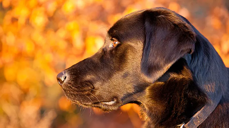 Black Labrador Guide Dogs