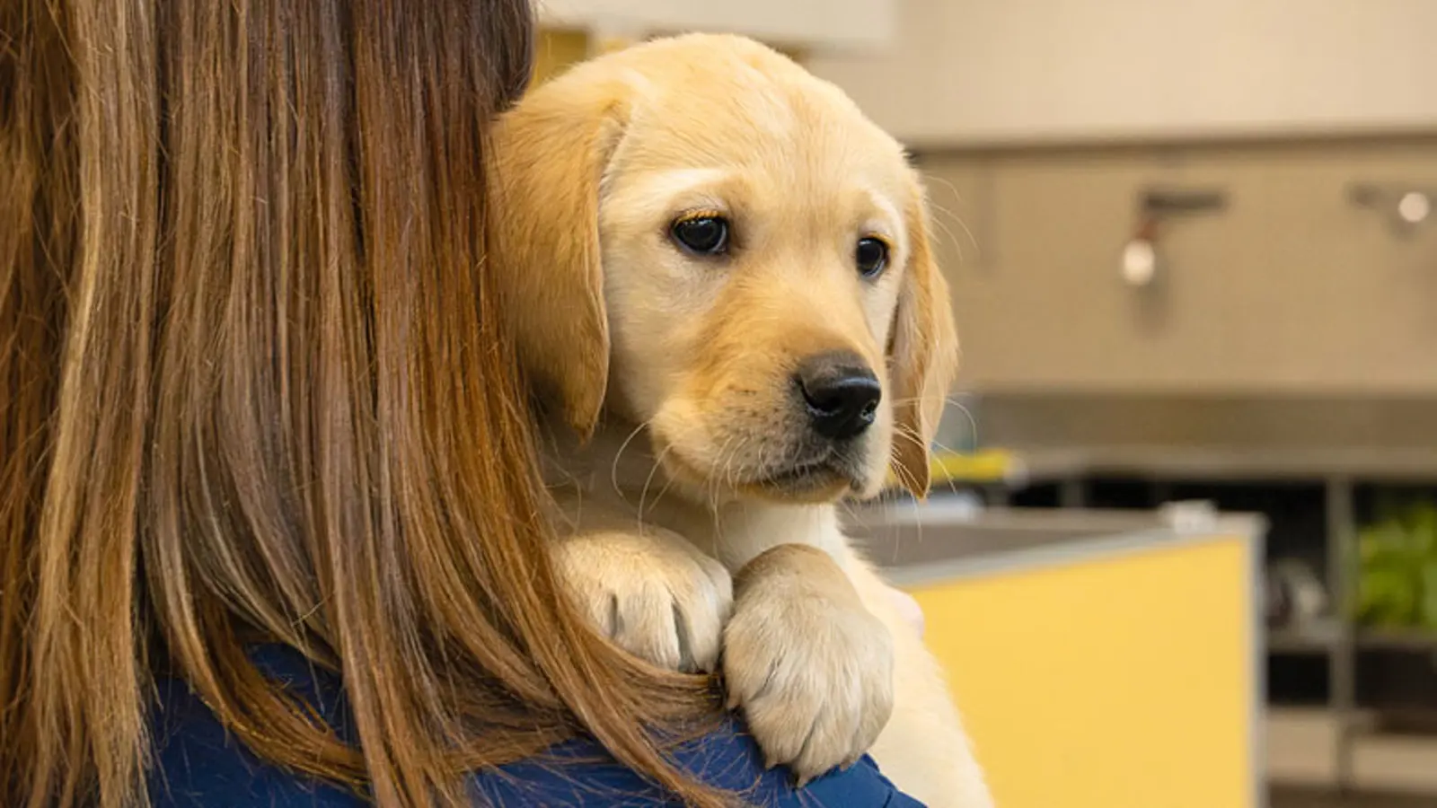 A headshot of Honey being held by a Guide Dogs staff member.