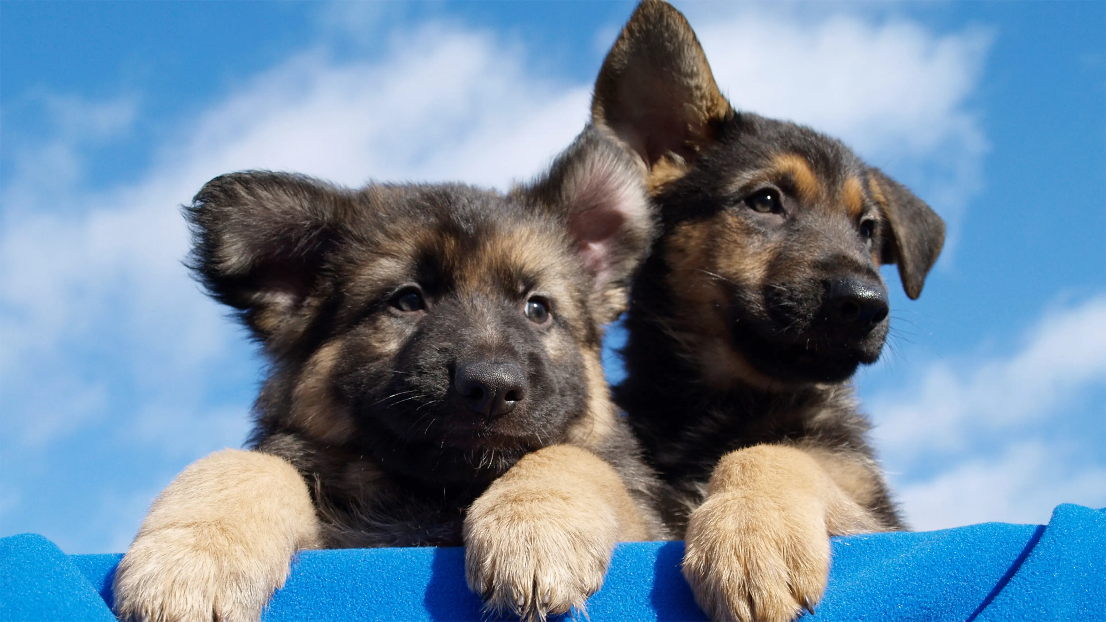 Two German shepherd guide dog puppies rest their paws on a blue barrier and take a look around them.