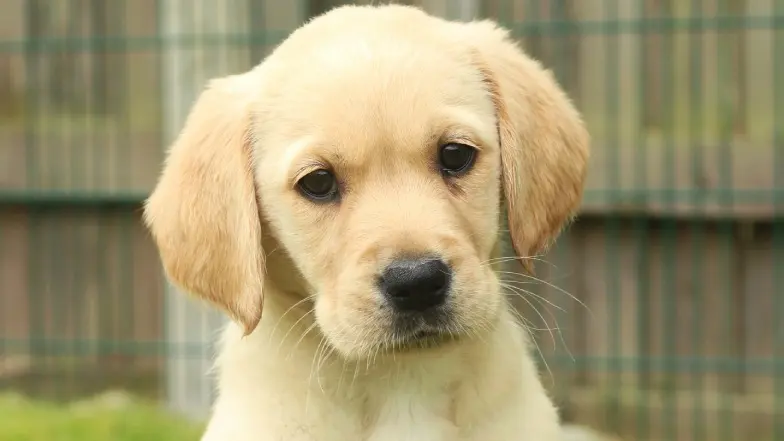 Name a Puppy yellow lab Geri headshot