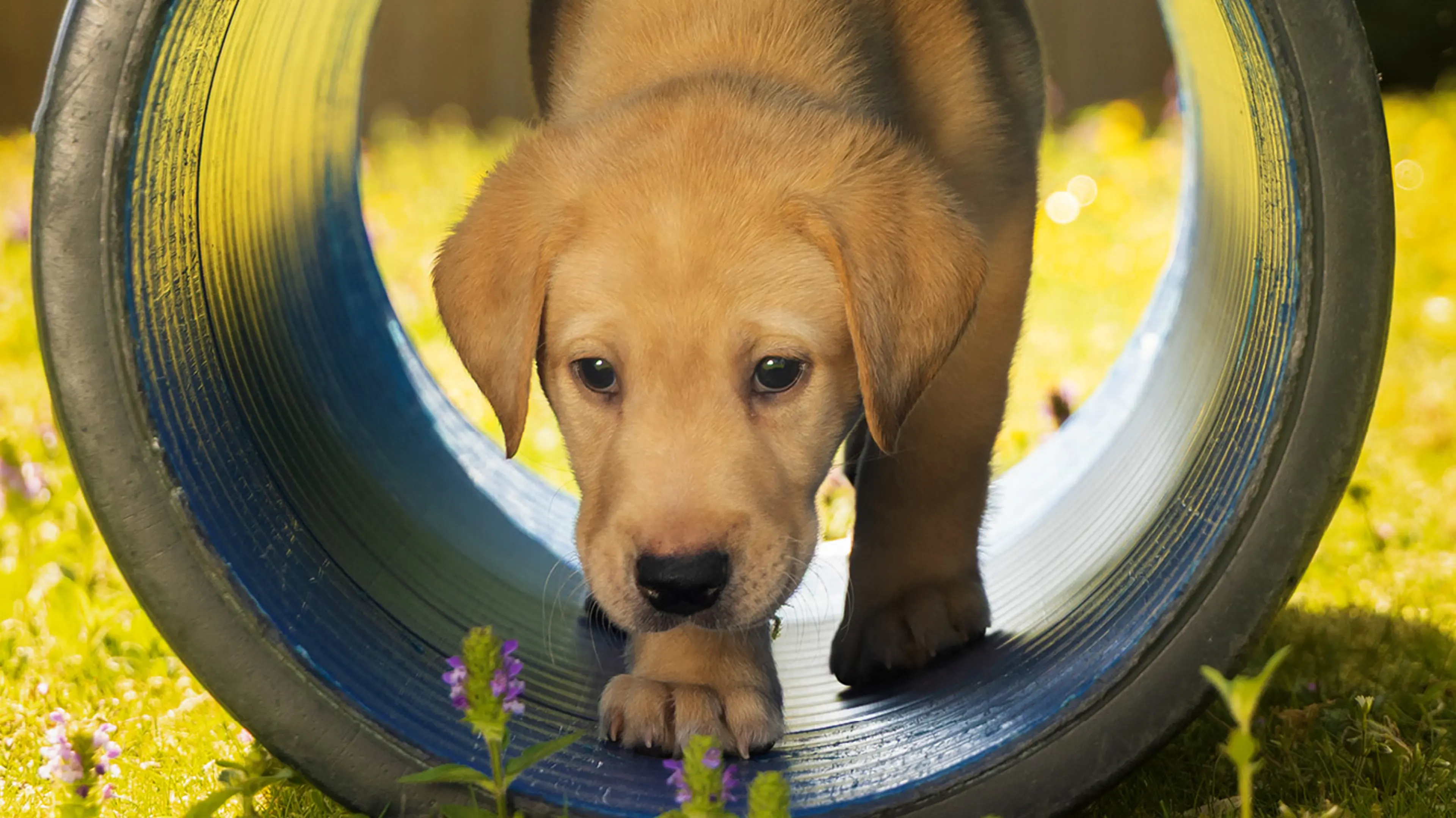 Bruce walking through a tunnel in the garden.
