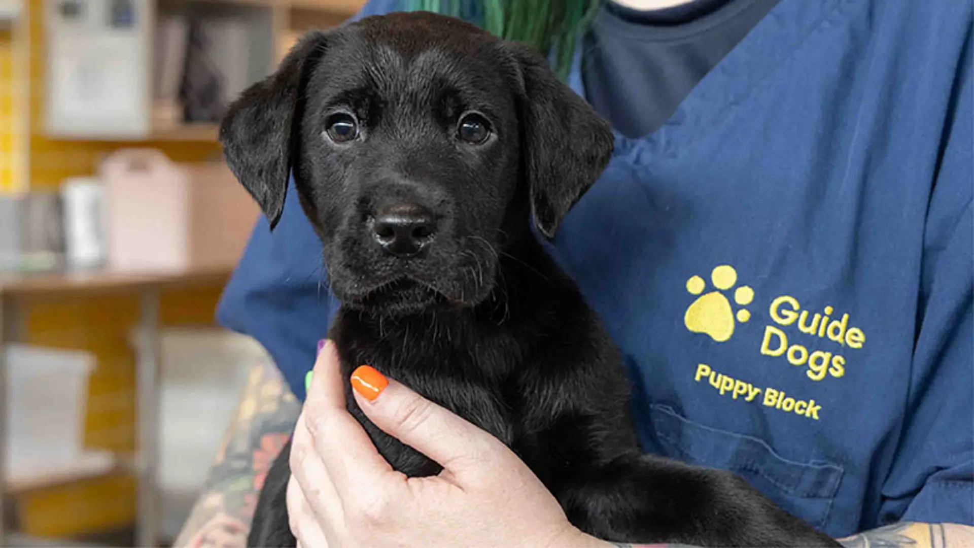 Headshot of Norman being held by a Guide Dogs staff member