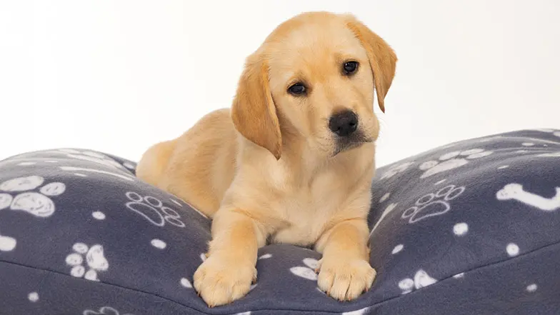 Merry sitting on his bed looking at the camera with his head tilted.