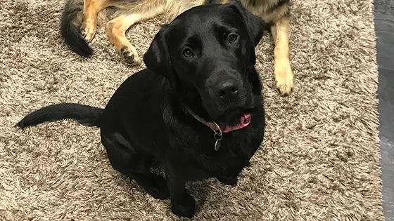 Rehomed black Labrador Trinity sitting on a rug