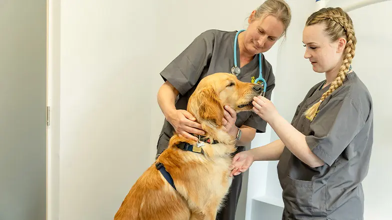 Caroline and Shannon perform a physical check on a guide dog in training.