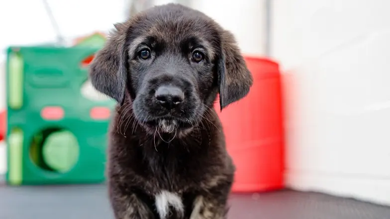 German Shepherd Puppy Daley