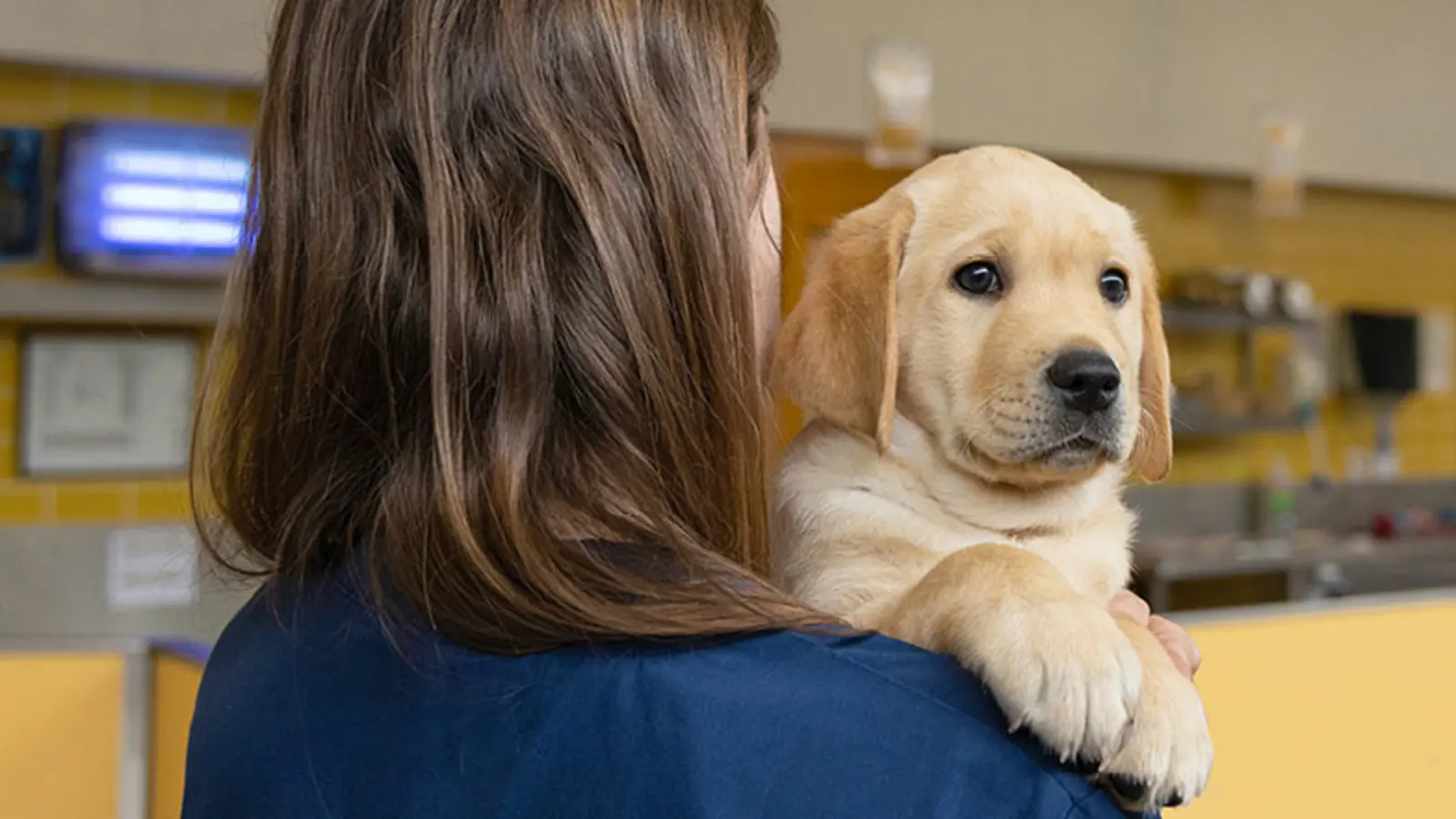 Douglas looking towards camera while being held by a Guide Dogs staff member