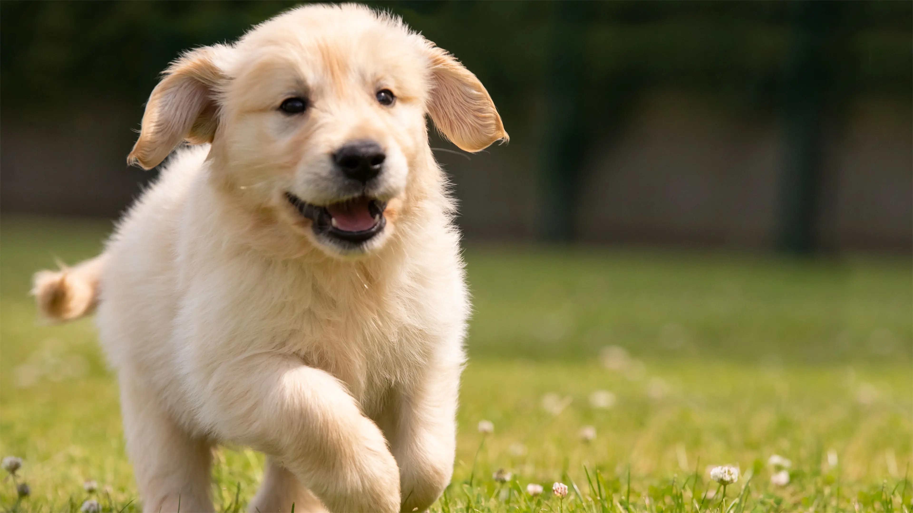 A golden Labrador retriever puppy runs happily across a sunny patch of grass covered in daisies.