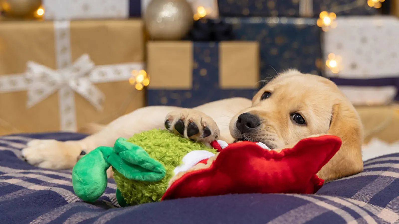 Douglas lying on a dog bed chewing on a Christmas toy