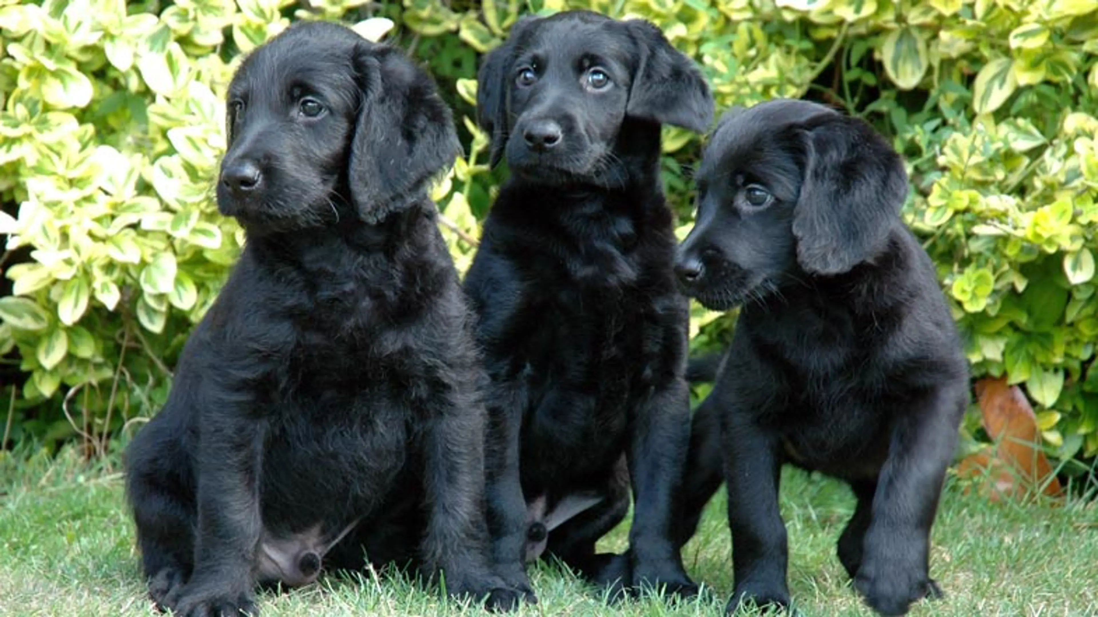 Three black labradoodle puppies sat on the grass together
