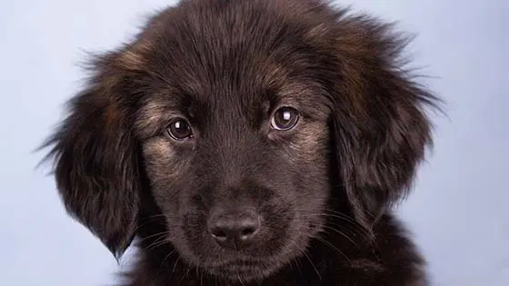 German Shepherd guide dog puppy Hugo