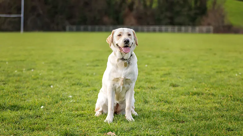 Labrador sitting in a field