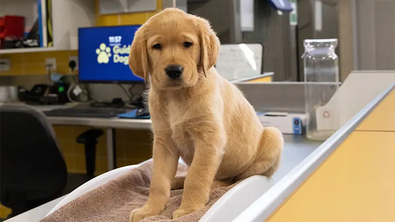 Darcy sitting patiently on the weighing scales.
