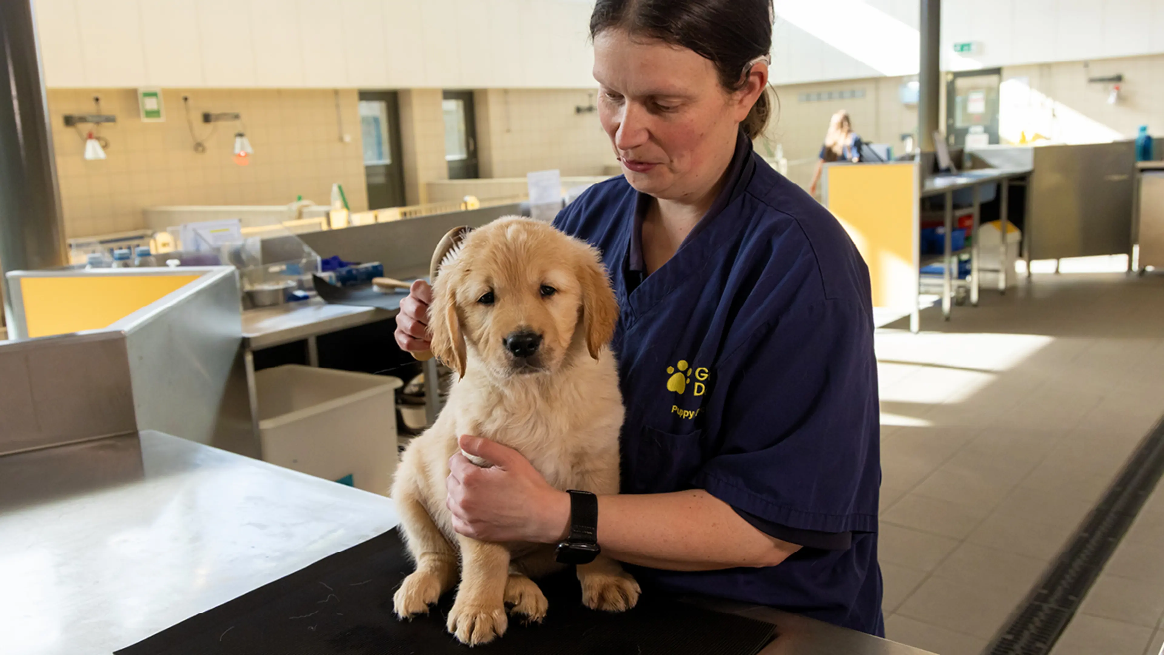 Buzz being brushed by a Guide Dogs staff member.
