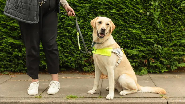 A Labrador cross golden retriever sits on a pavement beside their owner.