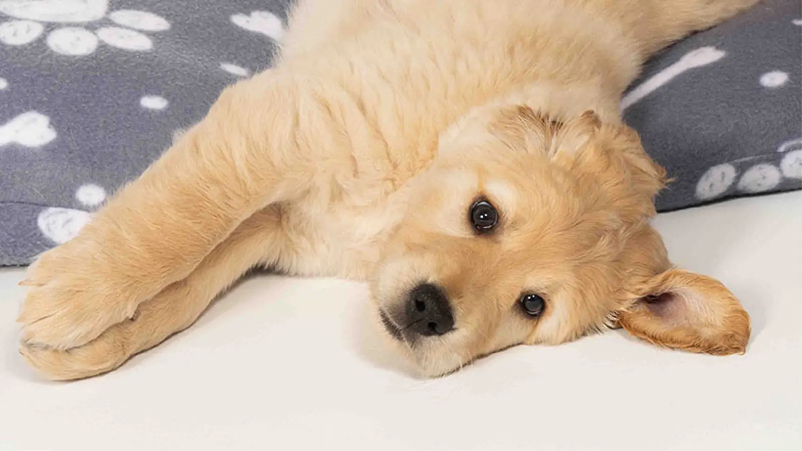 Clover flopping off of a dog bed