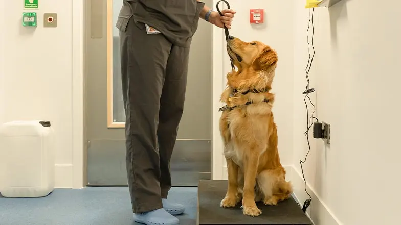 A dog sits on weighing scales in a vet clinic.