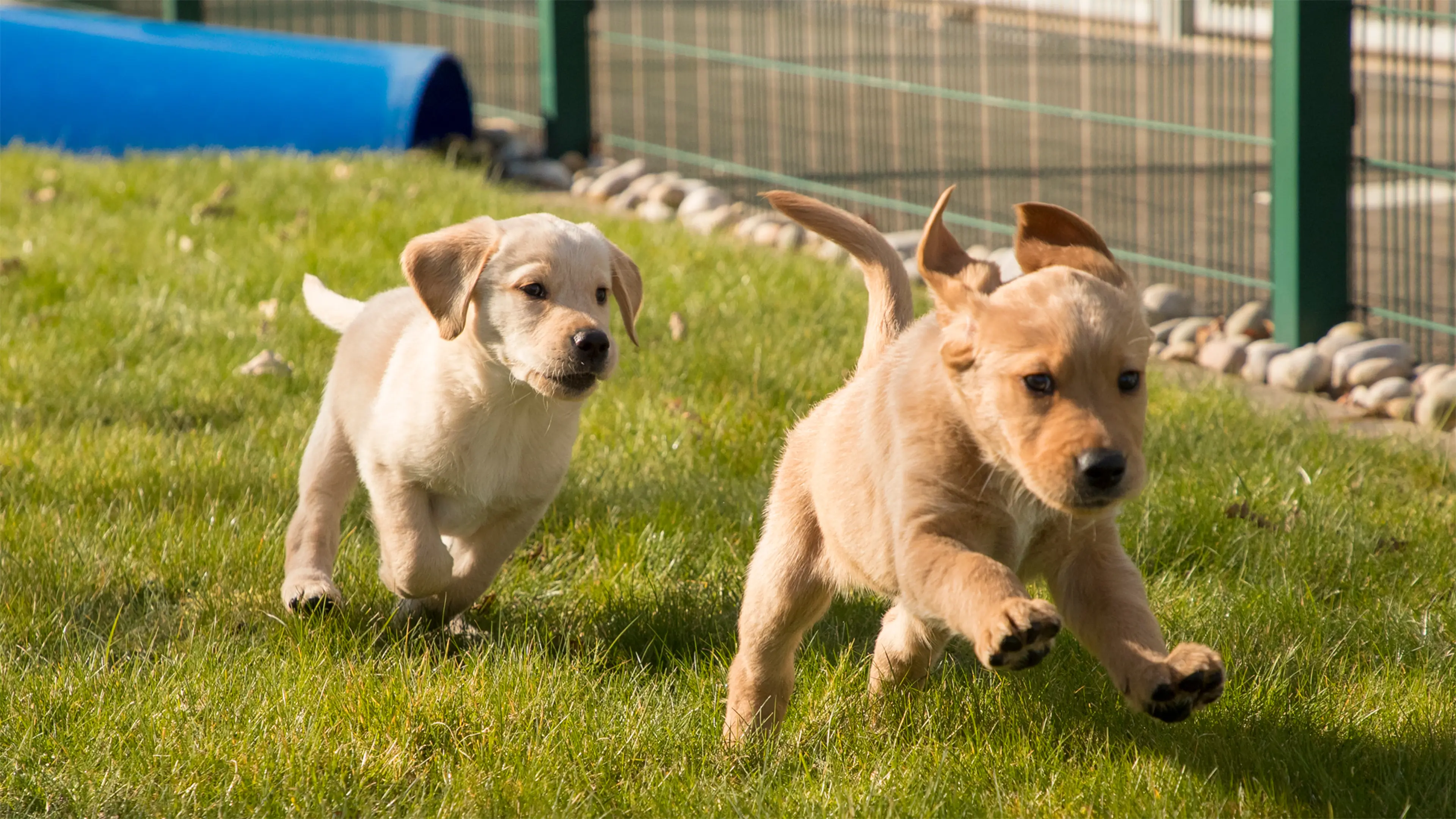 Two yellow Labrador guide dog puppies run through a grassy enclosure. 