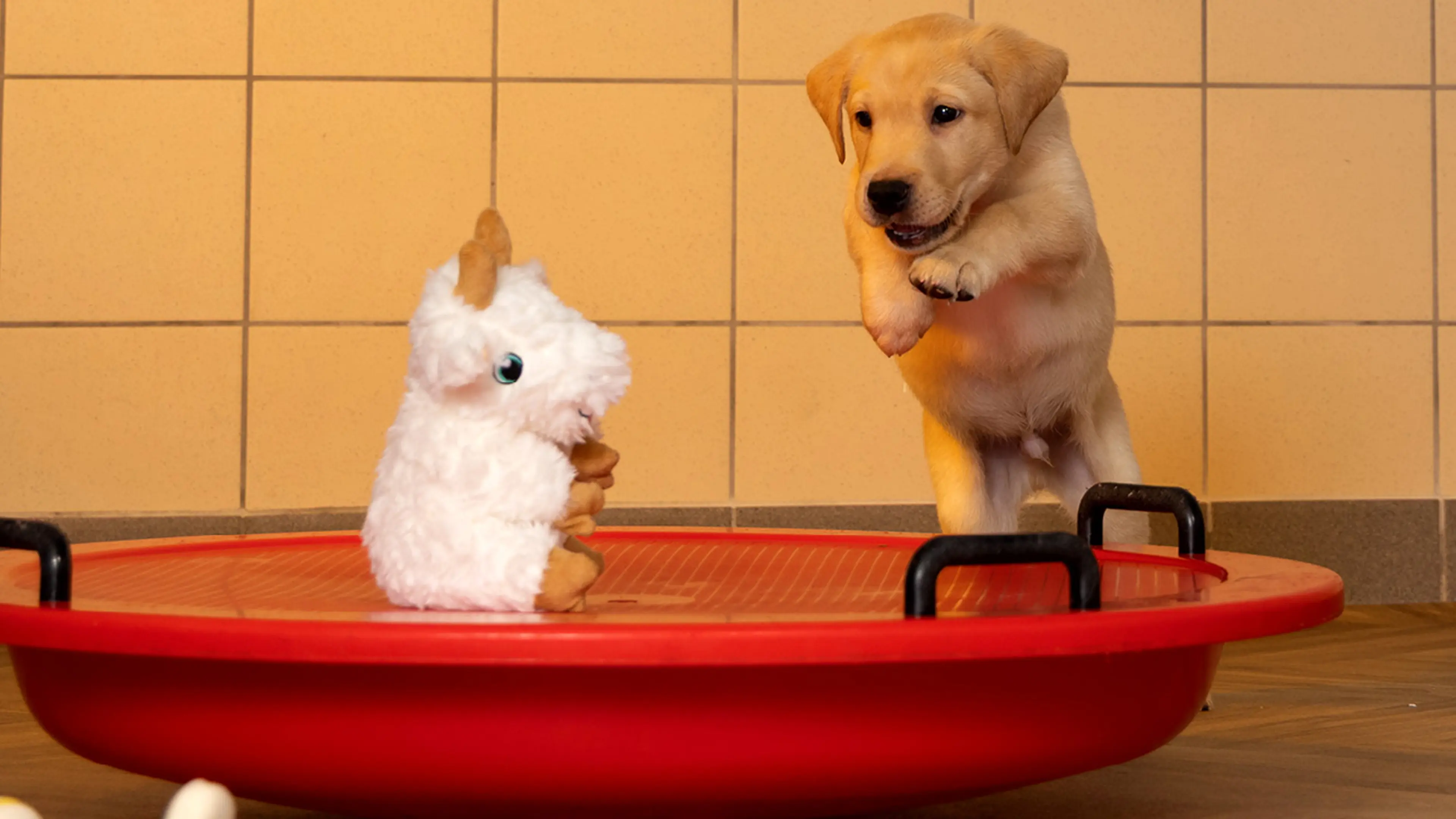 Bruce excitedly jumps towards his cuddly goat toy.
