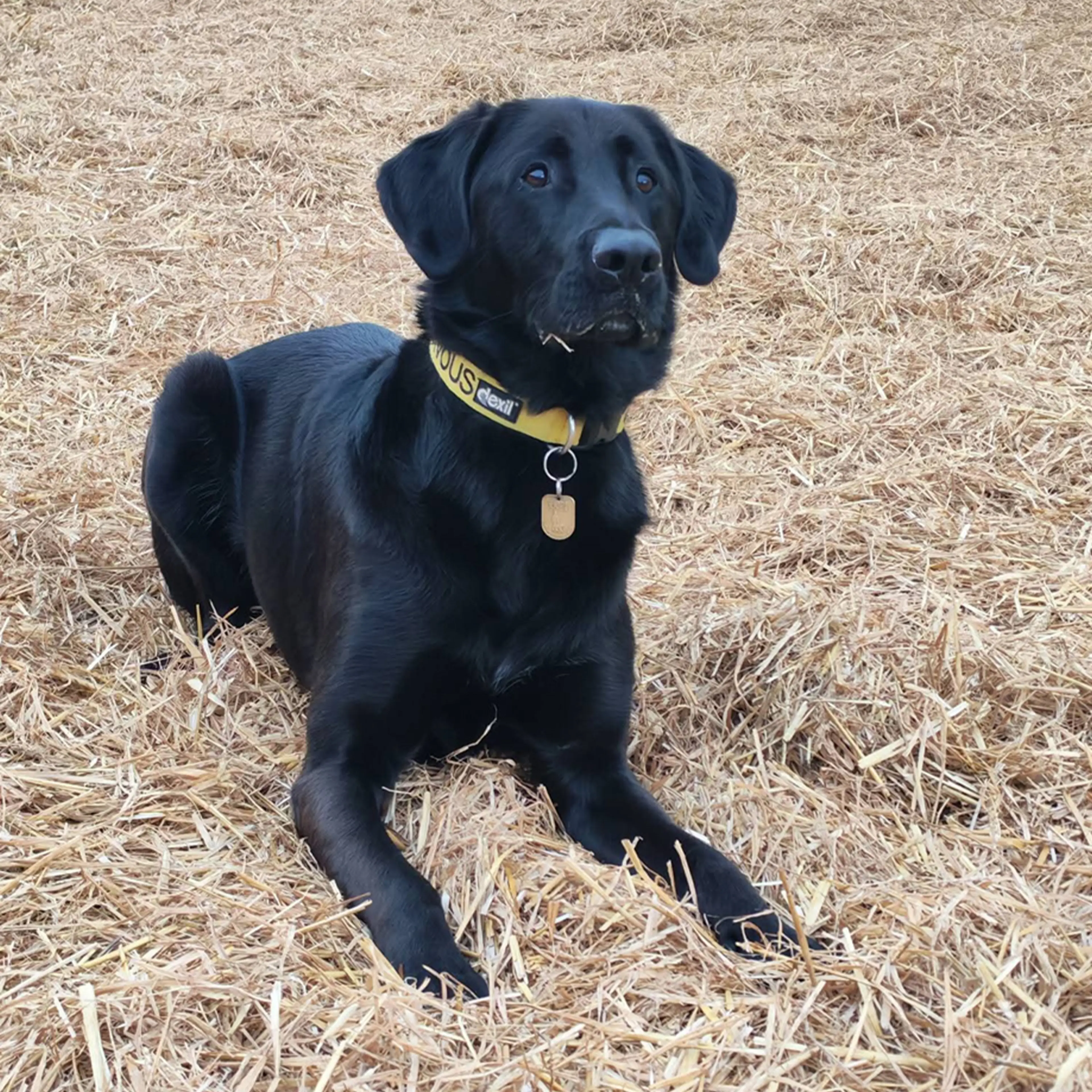 Clayton a black Golden Retriever cross German Shepherd sitting on hay. 