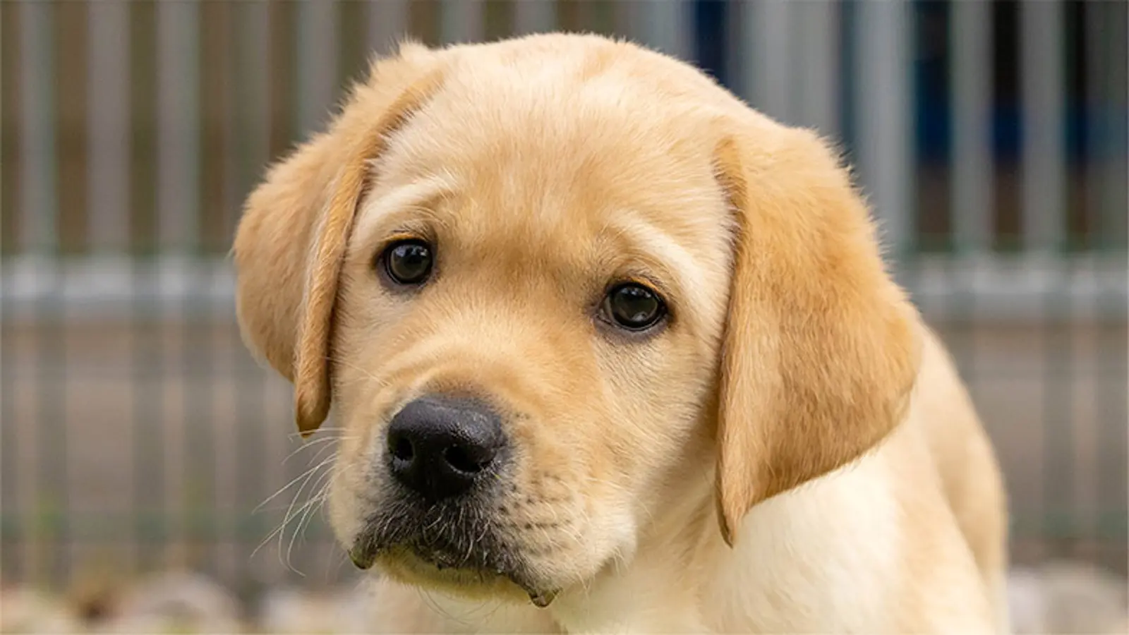A close up headshot of yellow Labrador Douglas 