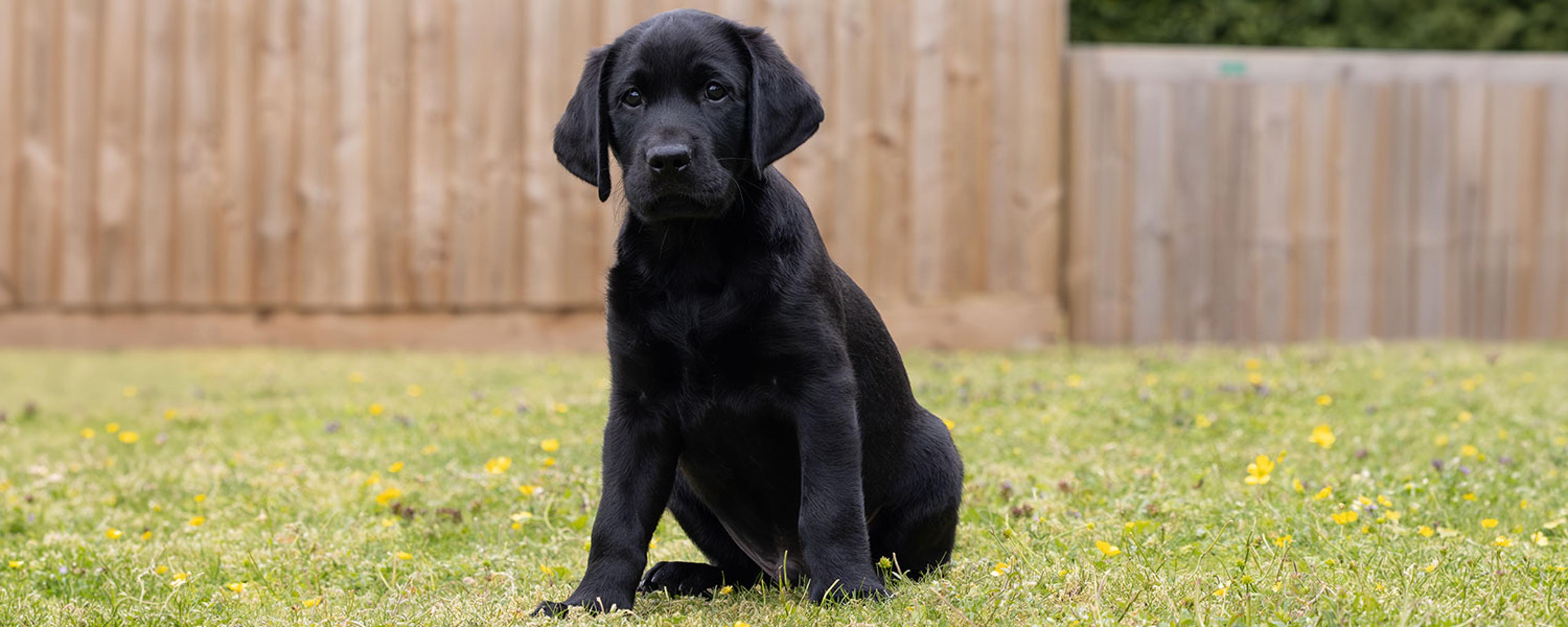 HP-rudy-sitting-1500-x-600.jpg