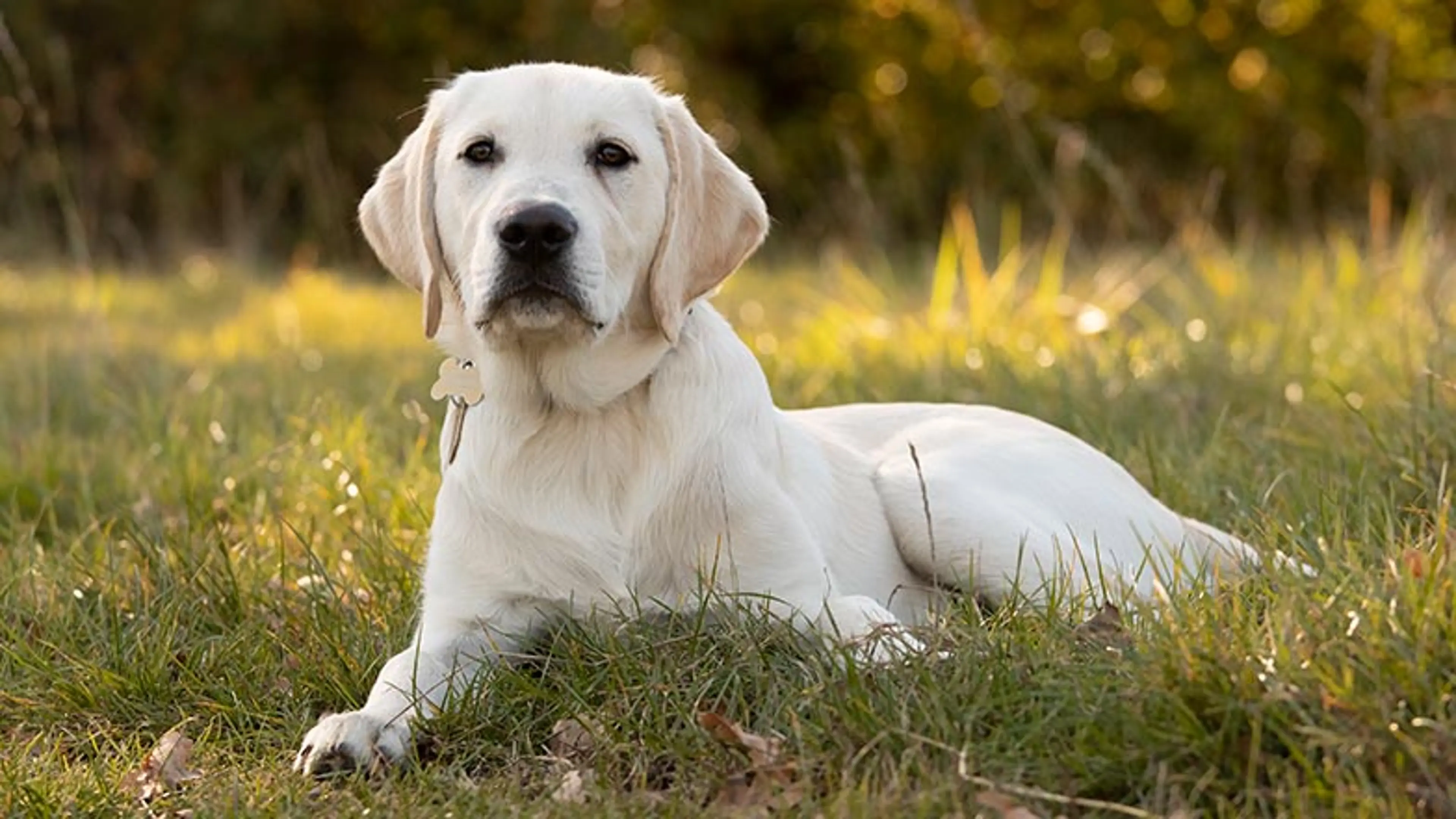 Spirit lying outside on a sunny day