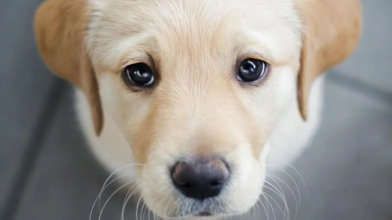 Puppy looking into the camera