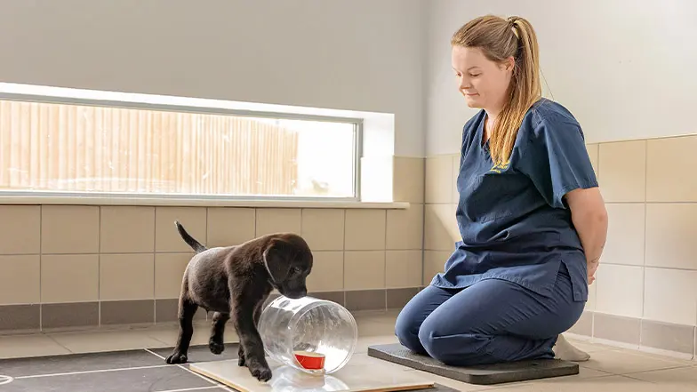 Becky introduces a puppy to enrichment puzzles.