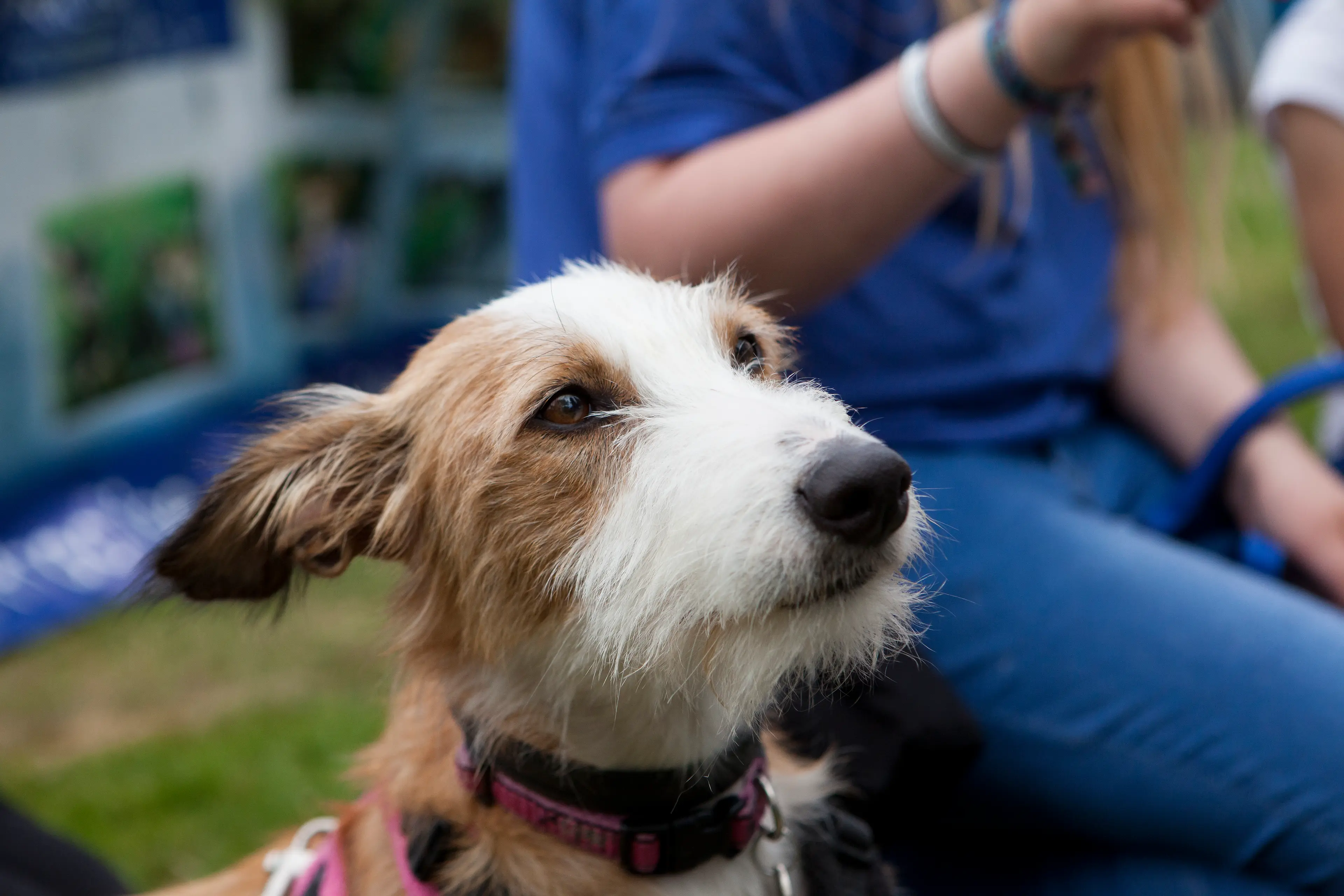 Headshot of a brown and white pet dog looking up, sitting beside a person.