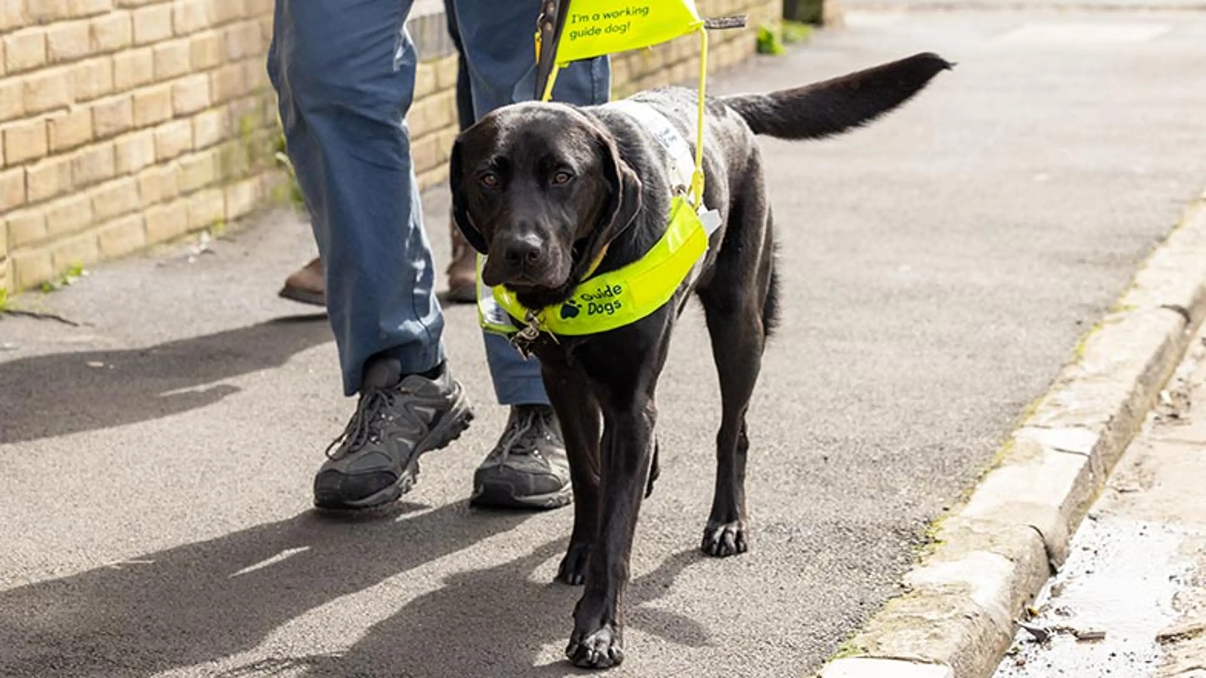 Comet walking in harness along a pathway