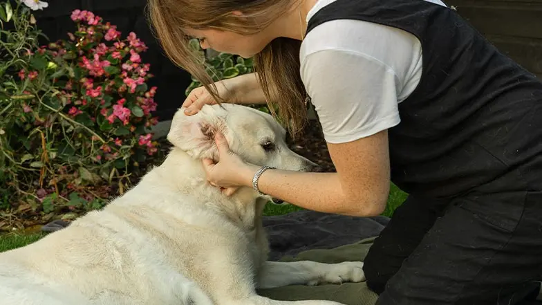 A dog has his ear checked by his owner.