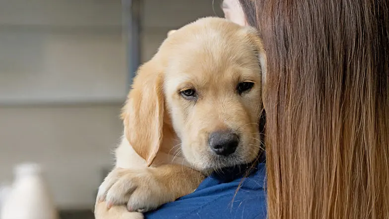 Headshot of yellow Labrador/retriever cross Merry being held by a Guide Dogs staff member.