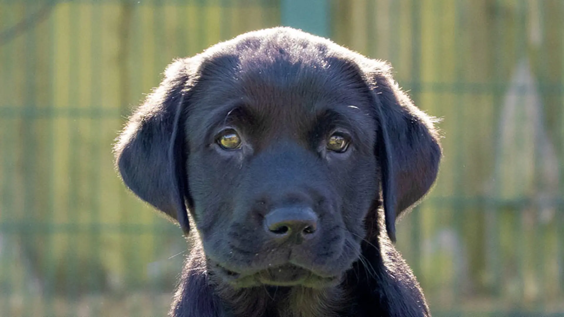 Headshot of guide dog puppy black Labrador Leo.