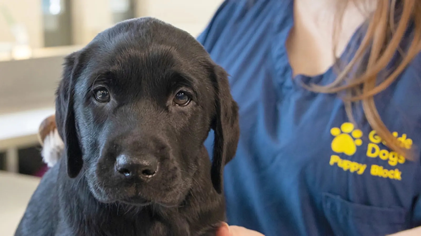 A headshot of Leo being groomed by a Guide Dogs staff member.