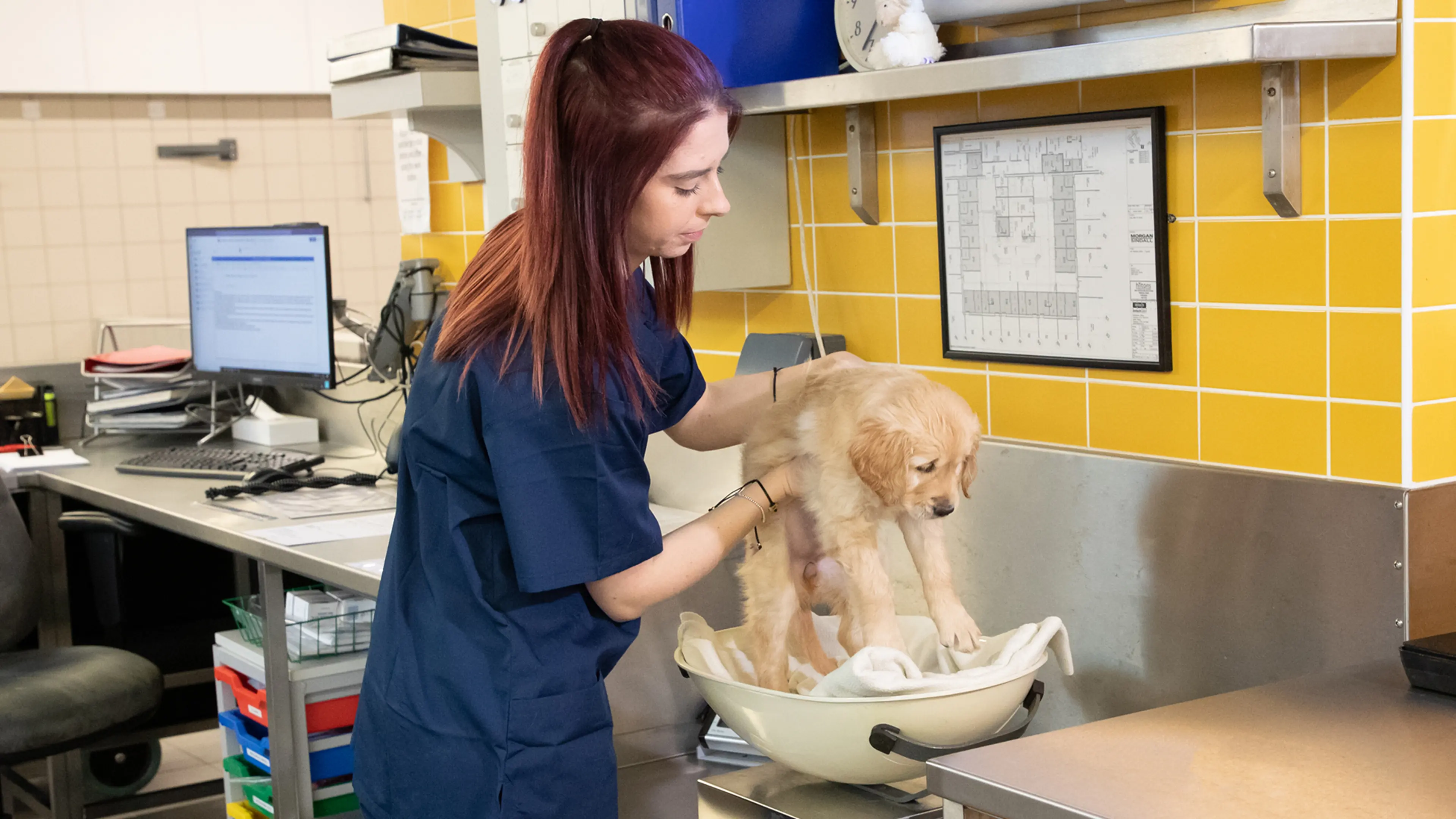A Guide Dogs member of staff checks the weight of golden retriever puppy Judy at the National Centre.
