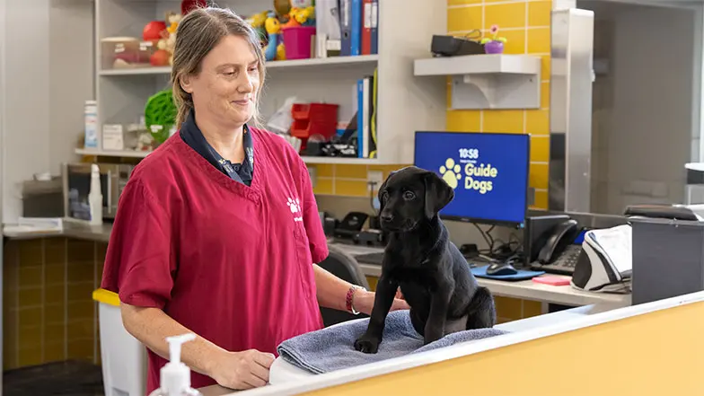 Hetty sitting on the scales whilst a Guide Dogs staff member watches her.
