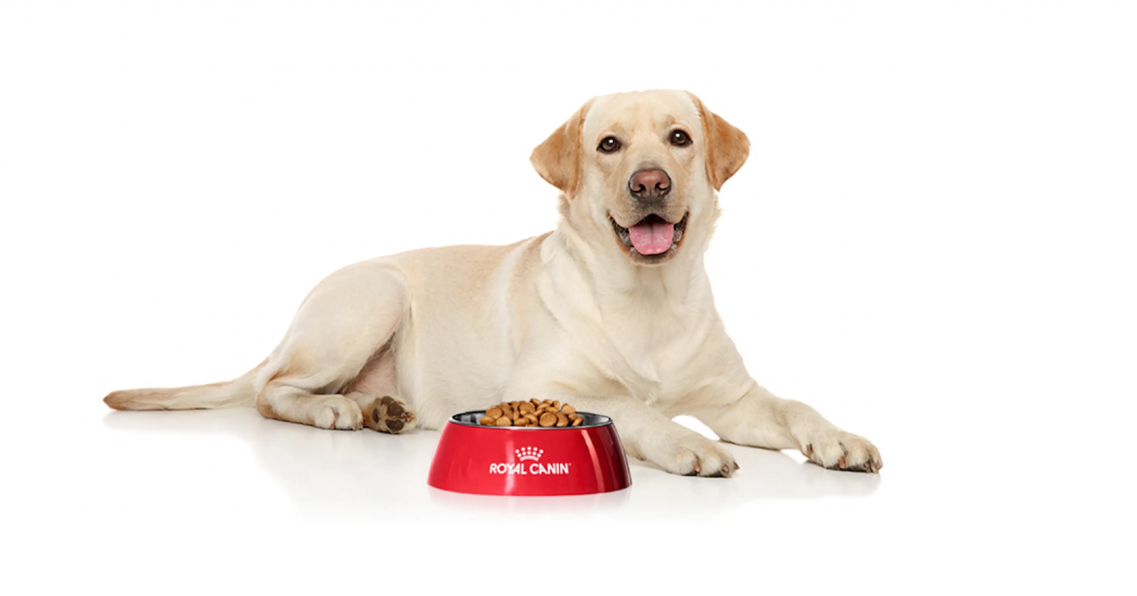 Royal Canin Labrador with its tongue out, lying down in front of a Royal Canin red-branded food bowl.