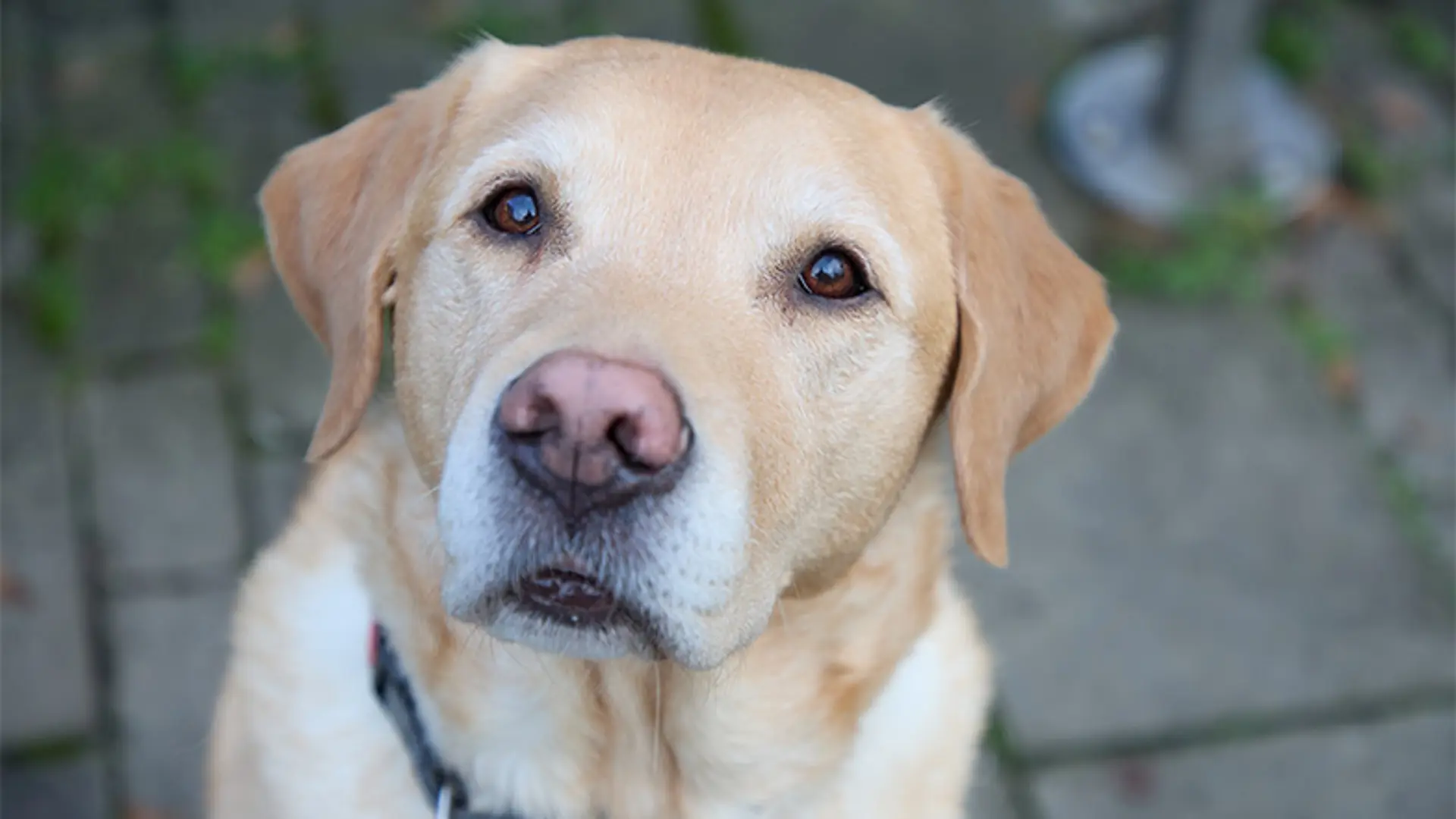Labrador cross golden retriever, Carlo, looks up to the camera.
