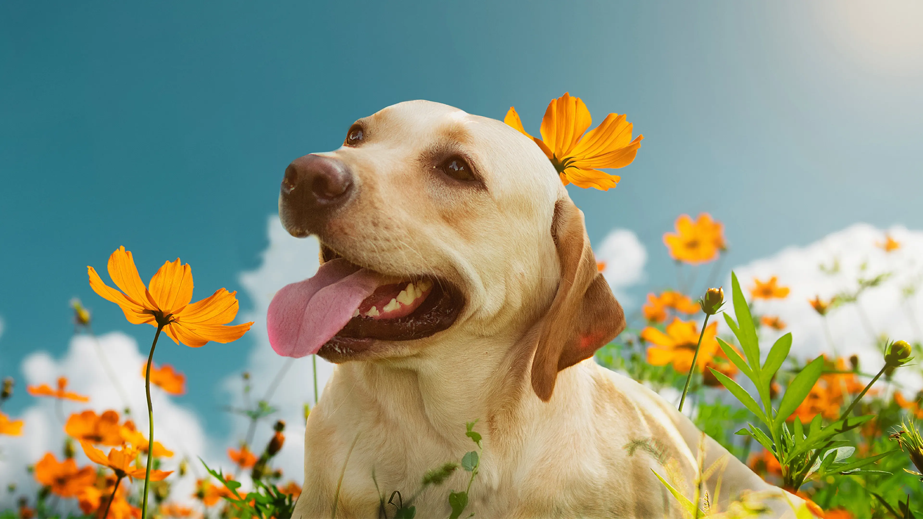 Headshot of golden Labrador with its tongue out, summer sky in the background with orange flowers dotted about.