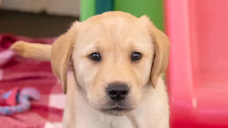 Headshot of Piper a yellow Labrador golden retriever cross.