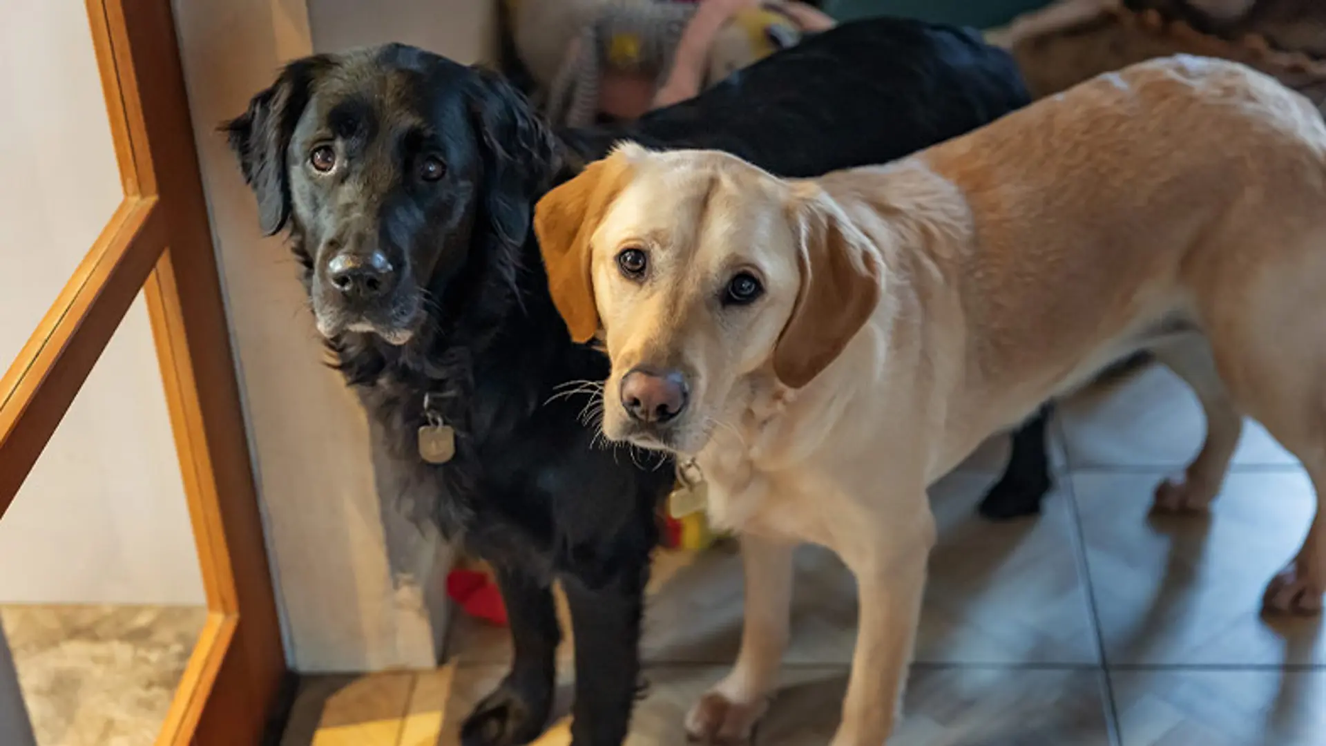 Two dogs stand side-by-side in a hallway looking up to the camera.