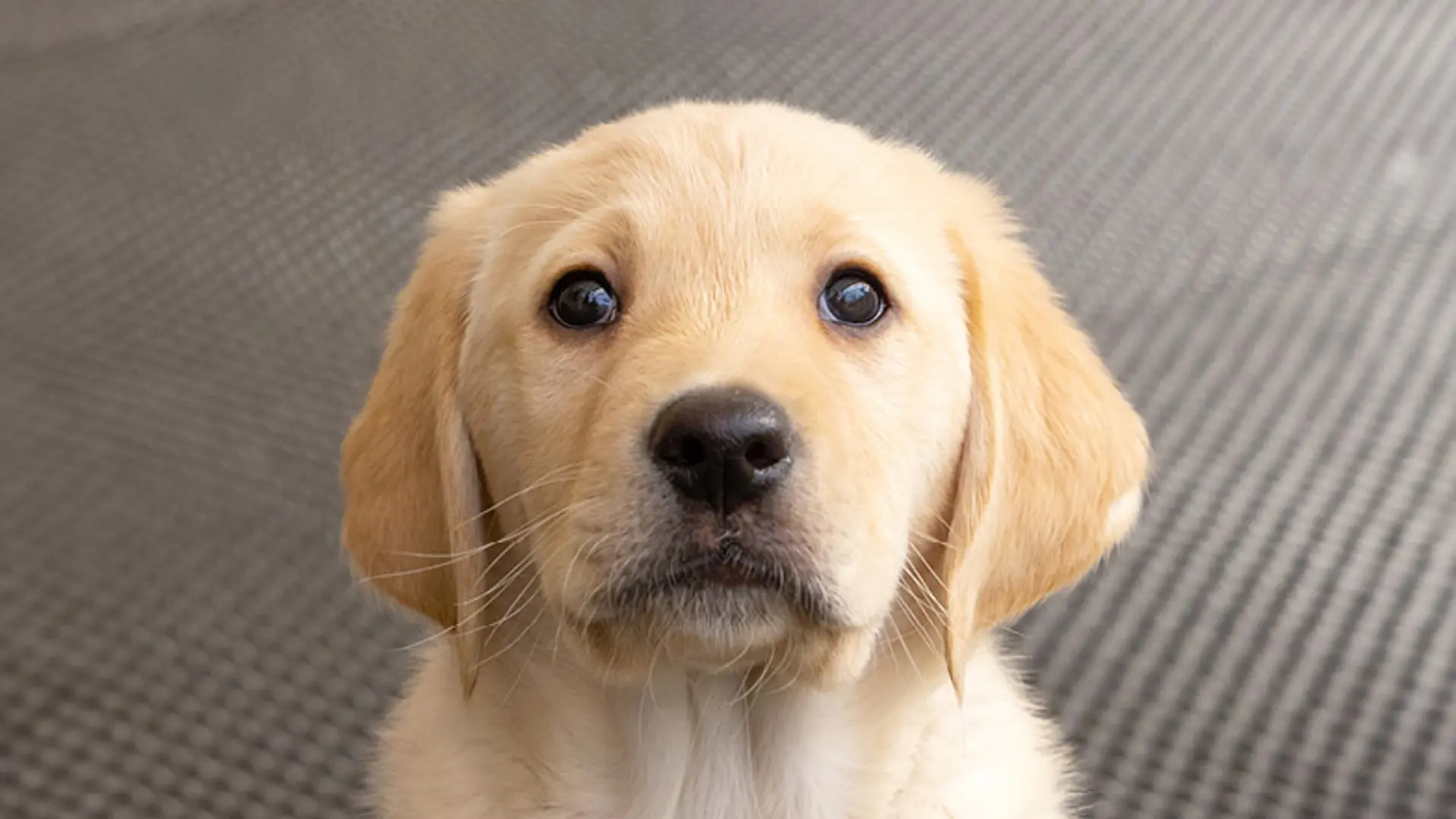 Headshot of Doris a Labrador/golden retriever cross looking up at the camera