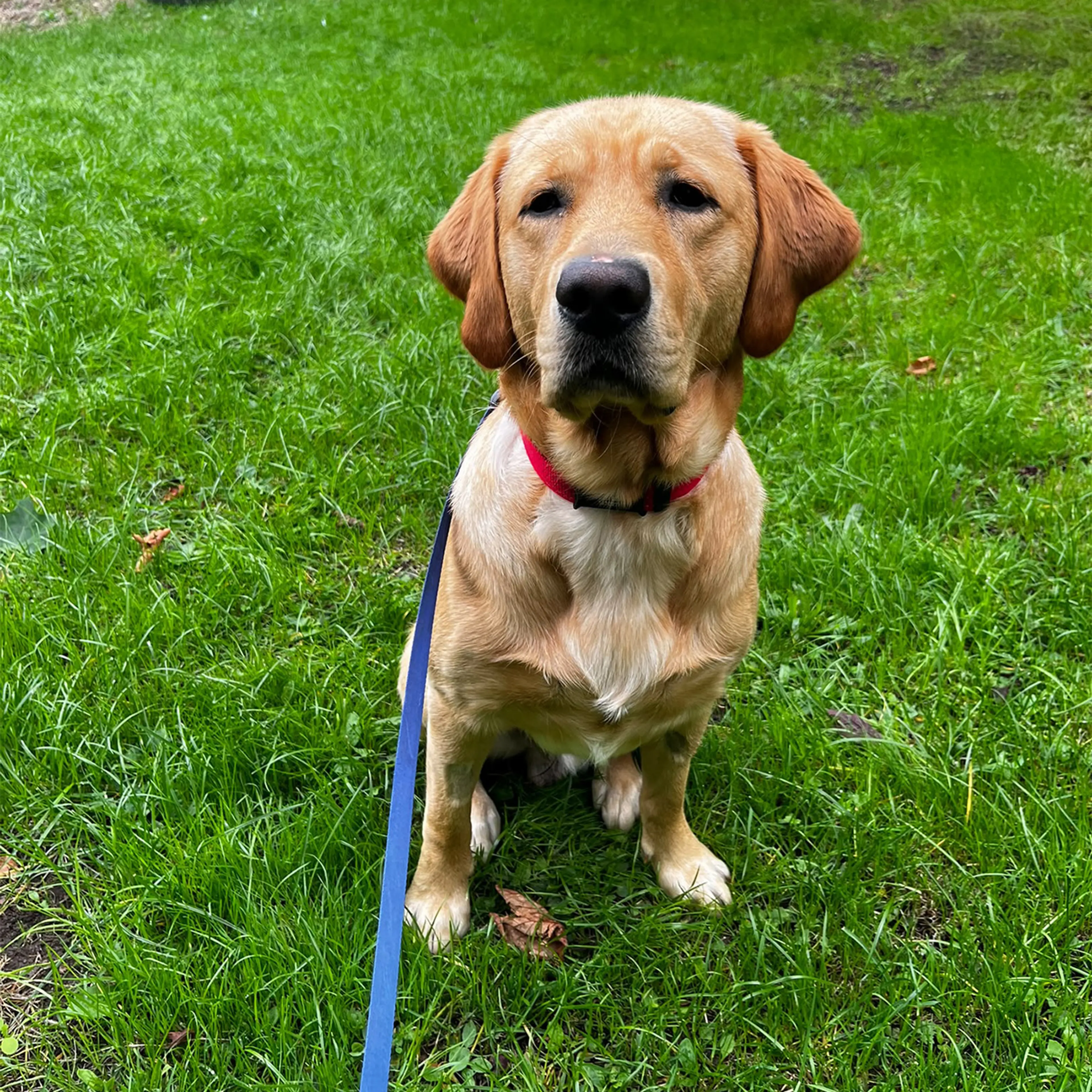 Harry a 1-year-old Yellow Labrador x Golden Retriever sitting on grass in a garden.